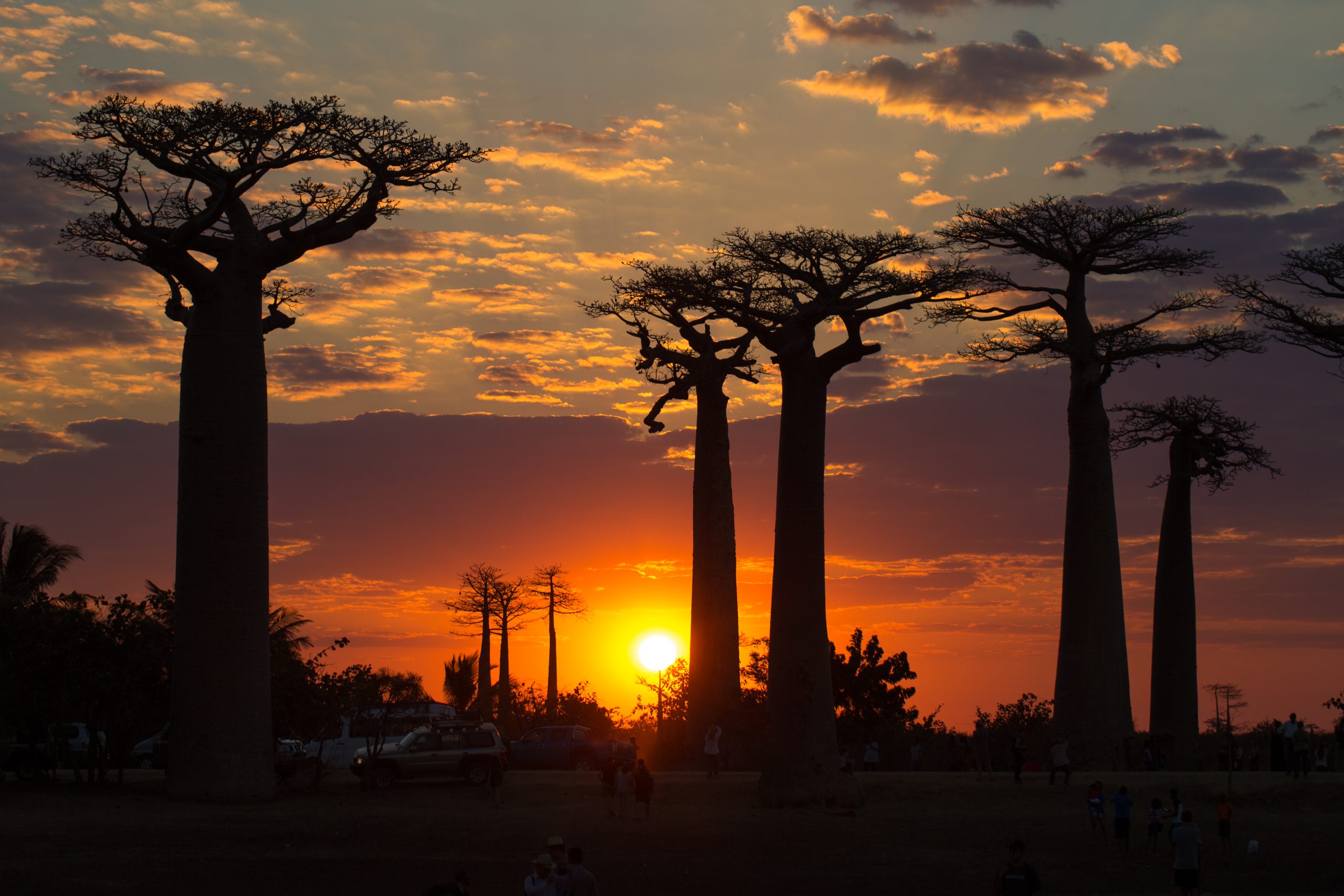 Avenue of the baobabs in southwest Madagascar at sunset
