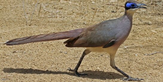 Red-capped coua at Antsokay Arboretum. Photo by Dick Daniels