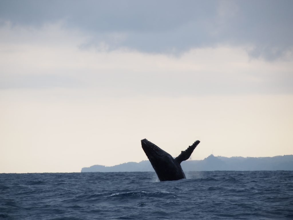 Humpback whale breaching the surface in Sainte Marie, Madagascar