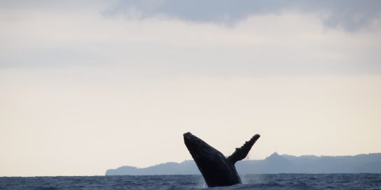 Humpback whale breaching the surface in Sainte Marie, Madagascar