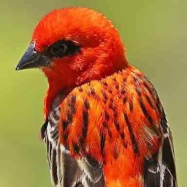 A brightly coloured red bird