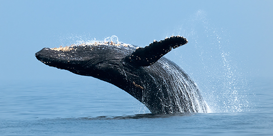 Humpback whale