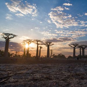 Sunset view over the avenue of the baobabs in west Madagascar