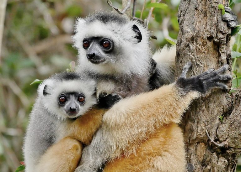 Diademed sifaka lemurs in Andasibe national park