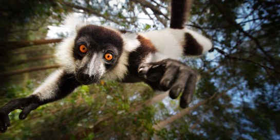 Black and white ruffed lemur