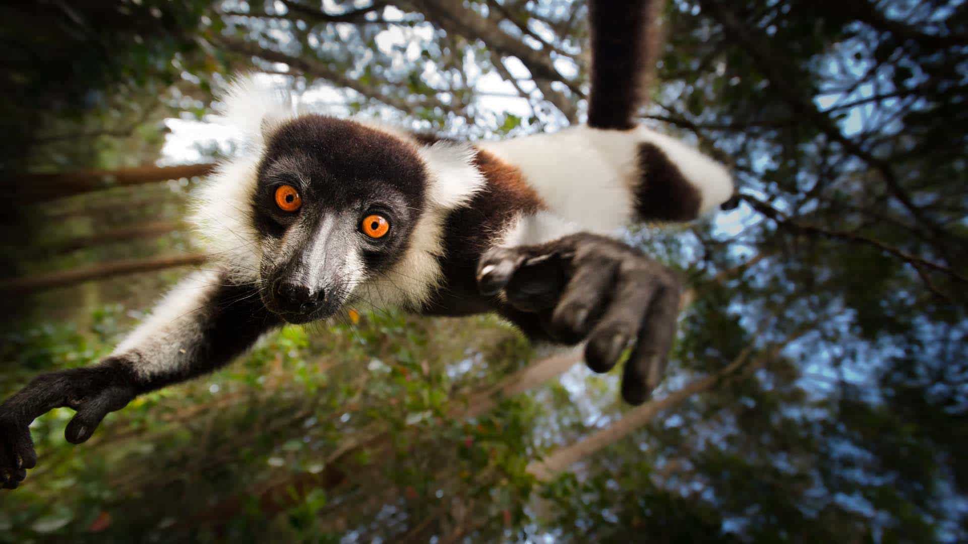 Black and white ruffed lemur