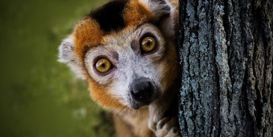 Lemur peeking out from behind a tree
