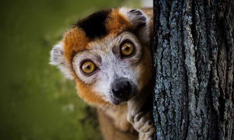 Lemur peeking out from behind a tree