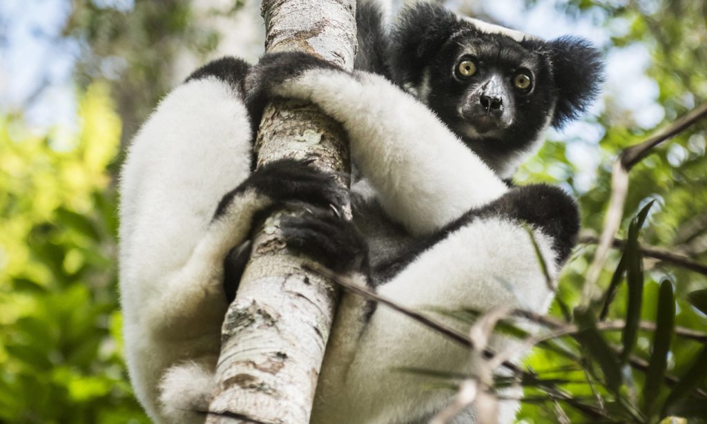Indri indri lemur in Andasibe national park