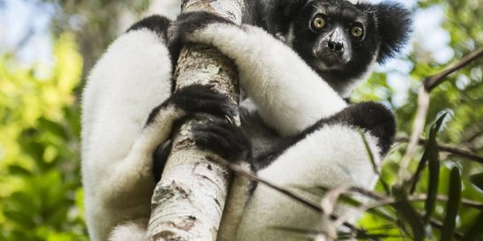 Indri indri lemur in Andasibe national park