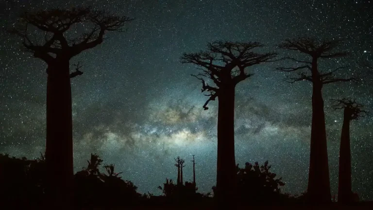 A clear starry night in Madagascar's avenue of the baobabs, with the silhouettes of baobab trees visible in the foreground, and thousands of stars and the milky way visible behind