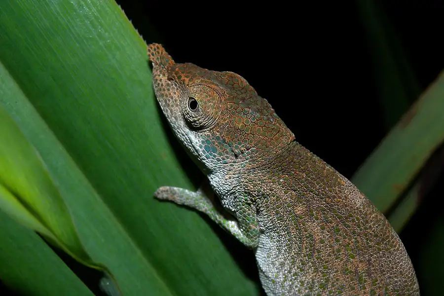 Close up photo of a chameleon at night looking towards the camera. It has a rather large nose for such a small chameleon