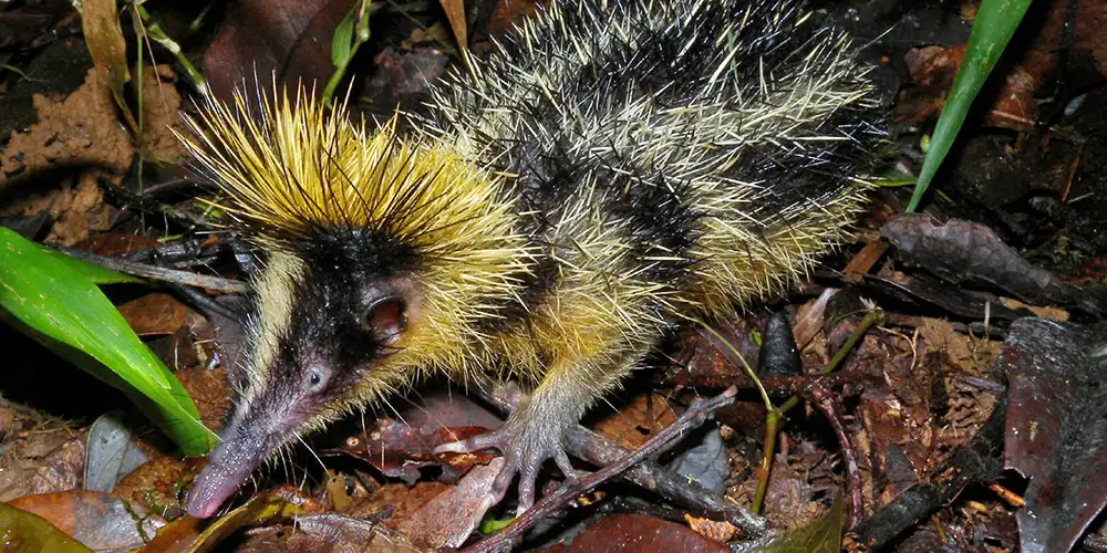 A hedgehog-like creature called a tenrec