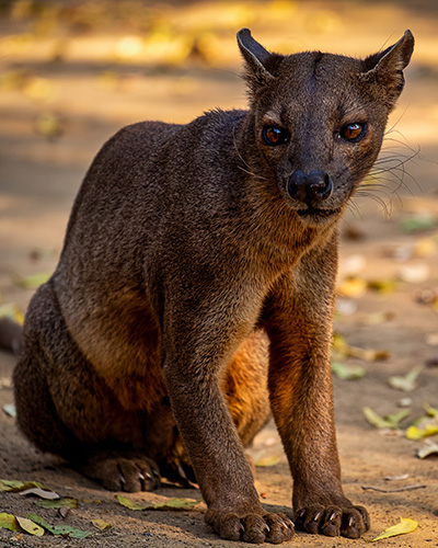 The fossa, one of Madagascar's least well-known animals