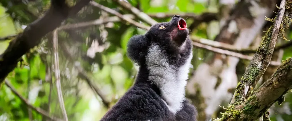 Indri lemur in the middle of calling in the forest. Madagascar's most eerie sounding animal