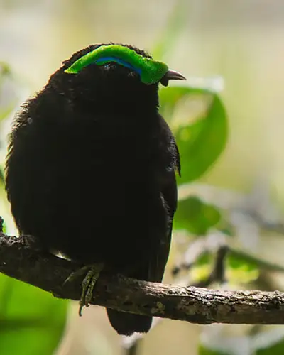 Velvet asity bird sitting on a branch, with bright green head crest