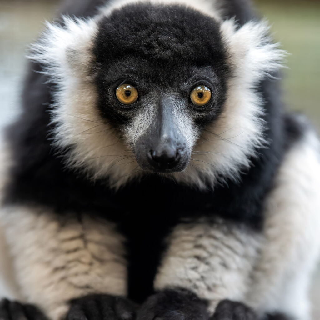 Black and white ruffed lemur