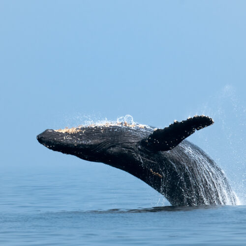 Humpback whale