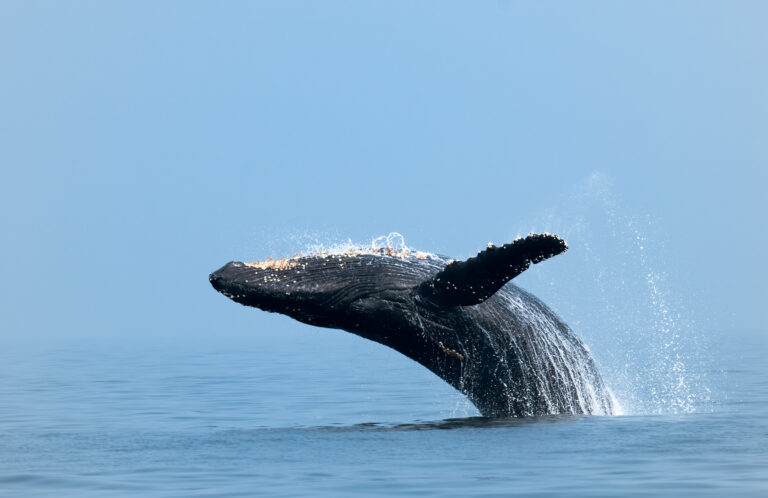 Humpback whale