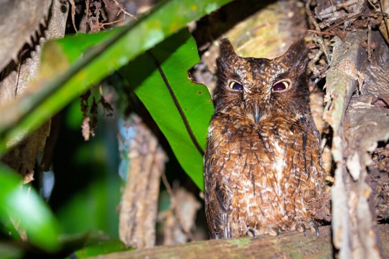 Madagascar owl