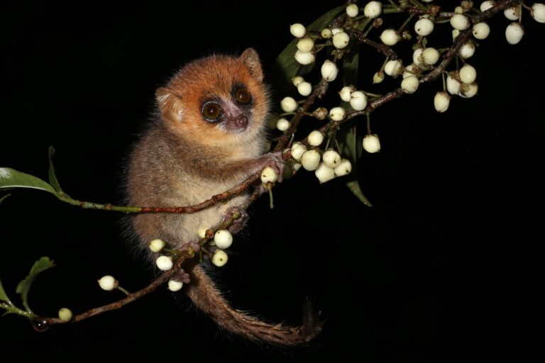 Mouse lemur posing on branch
