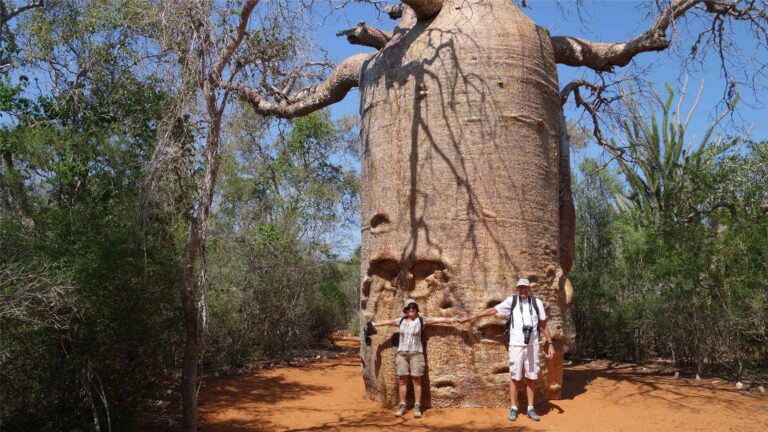 A giant baobab tree