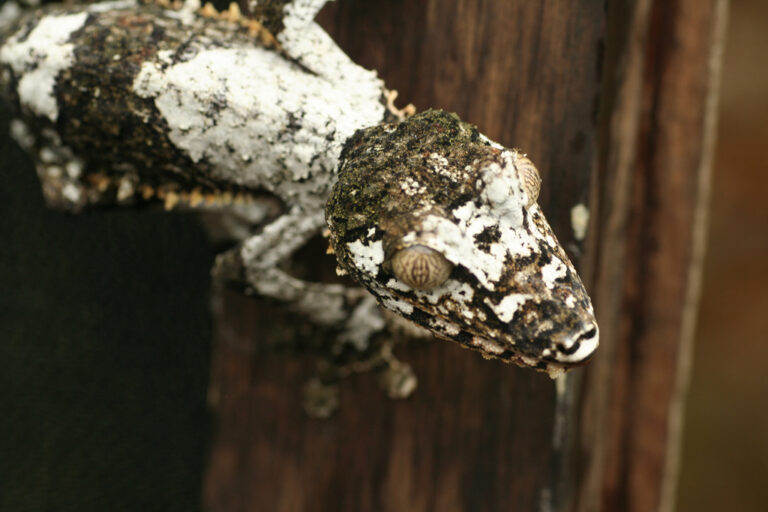 Leaf-tailed gecko