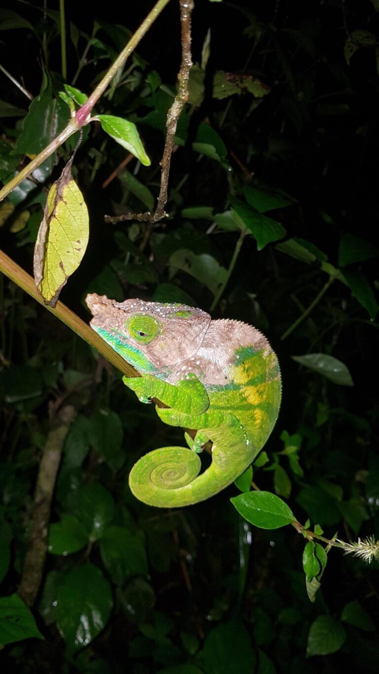 Chameleon at night
