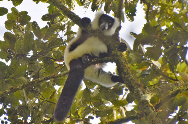 Black and white ruffed lemur, Ranomafana NP