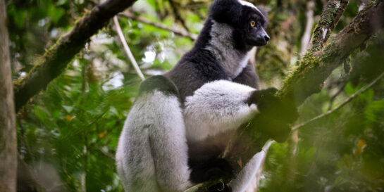 Indri lemur