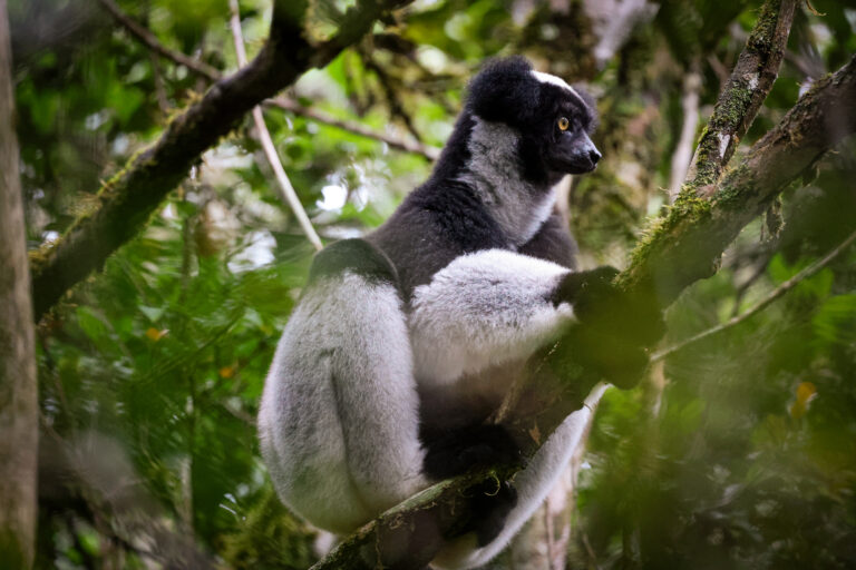Indri lemur