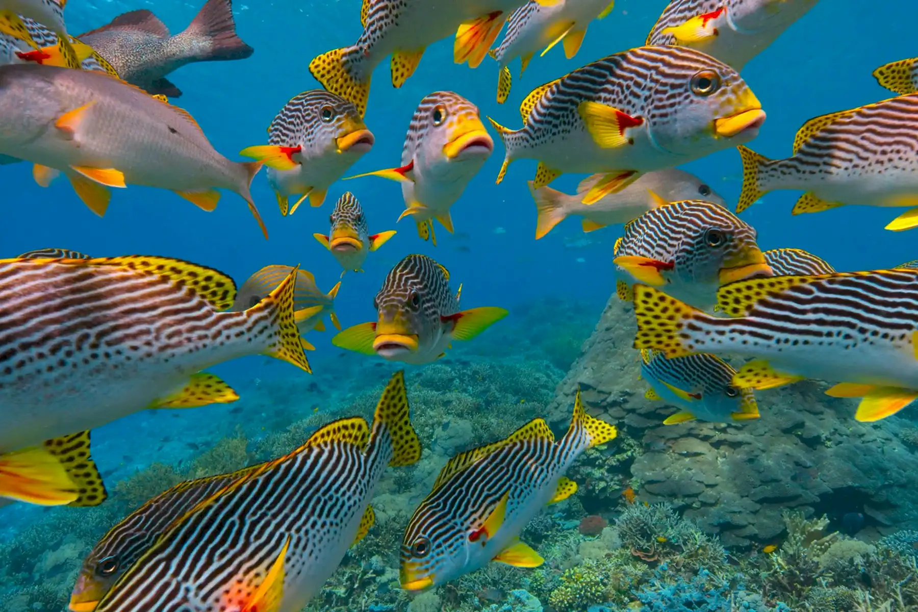 Brightly coloured fish on a coral reef