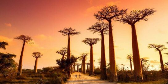 Avenue of the Baobabs