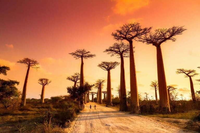 Avenue of the Baobabs