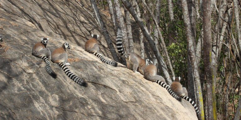 Ring-tailed lemurs basking