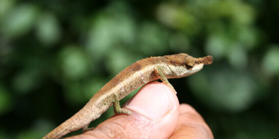 Tiny chameleon smaller than a thumb