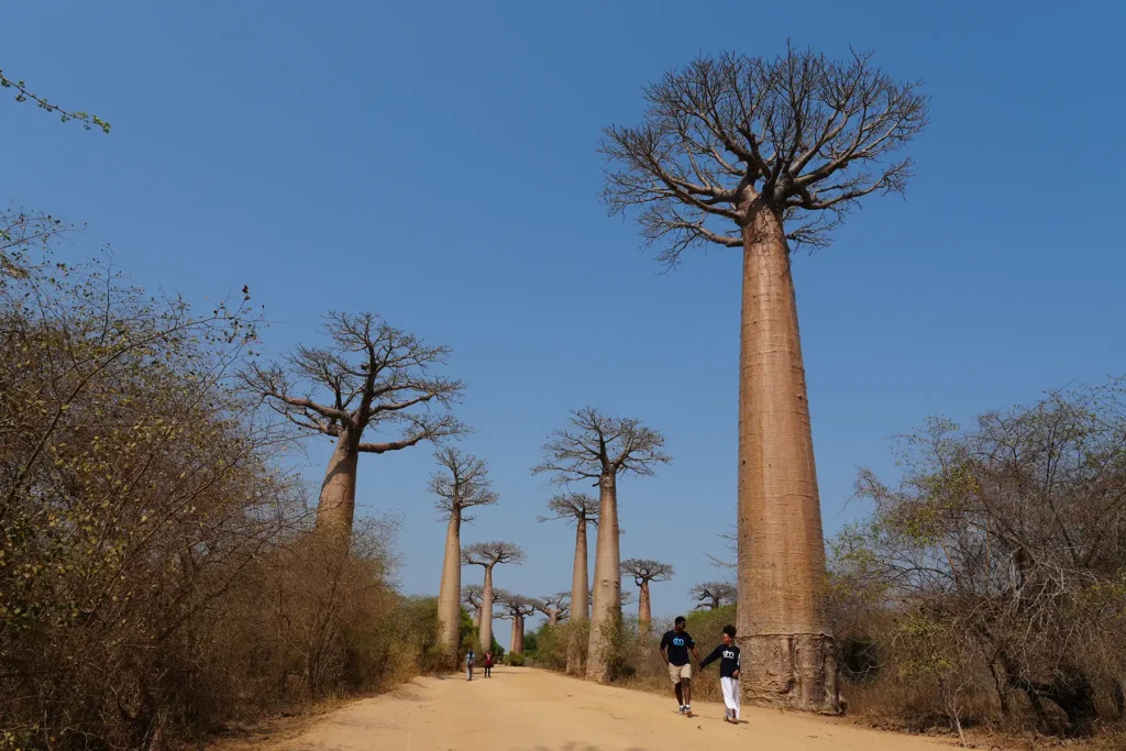 Dadamanga team in the Avenue of the Baobabs