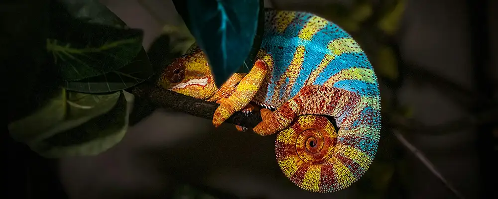 A beautiful nocturnal panther chameleon