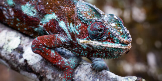 Vibrant chameleon