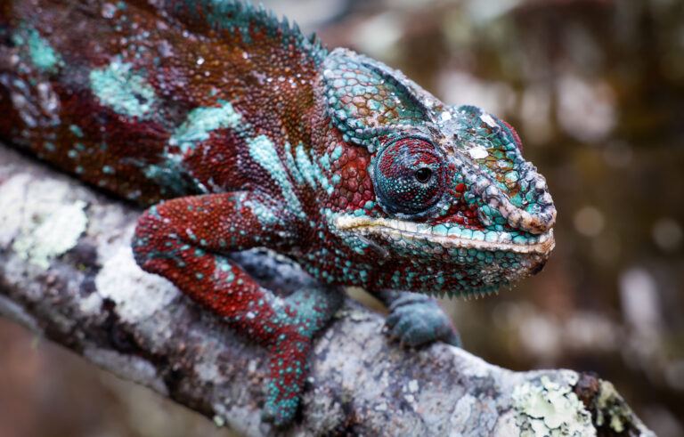 Vibrant chameleon