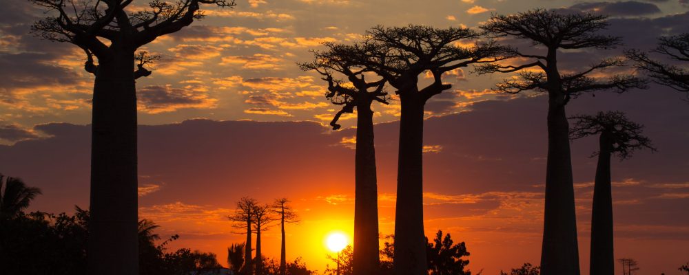 Avenue of the baobabs in southwest Madagascar at sunset