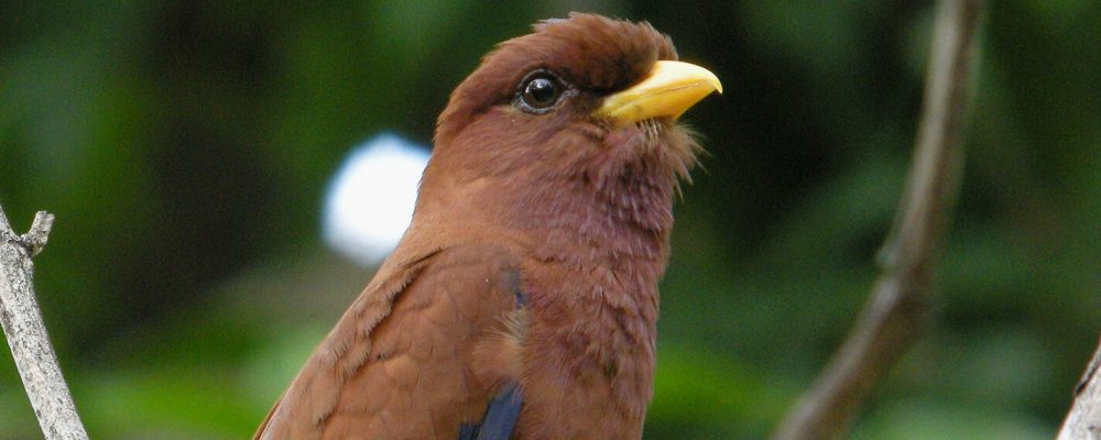 Broad-billed_Roller,_Ankarafantsika,_Madagascar - banner