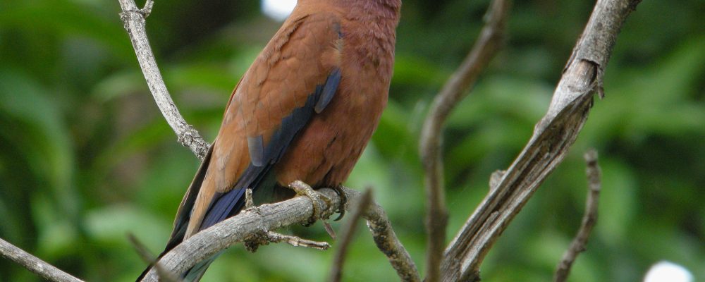 Broad-billed_Roller,_Ankarafantsika,_Madagascar