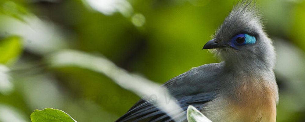 Crested_Coua_-_Masoala_-_Madagascar_S4E7238_(15284763321) - banner