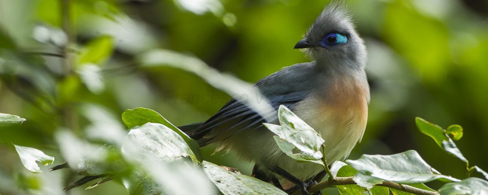 Crested_Coua_-_Masoala_-_Madagascar_S4E7238_(15284763321)