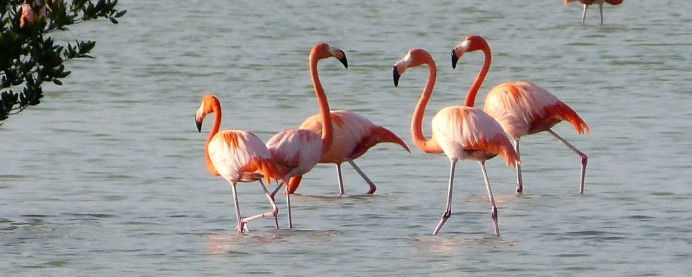 Greater_Flamingos._Phoenicopterus_ruber_-_Flickr_-_gailhampshire