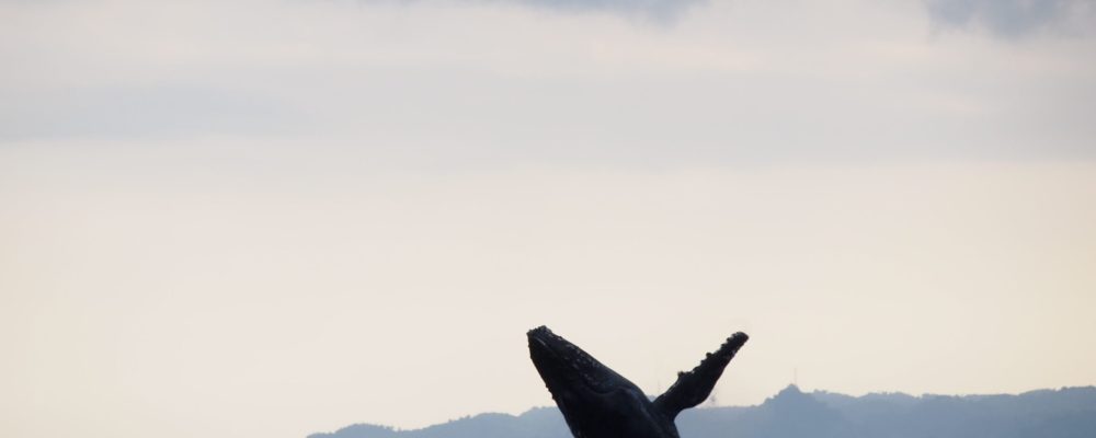 Humpback whale breaching the surface in Sainte Marie, Madagascar