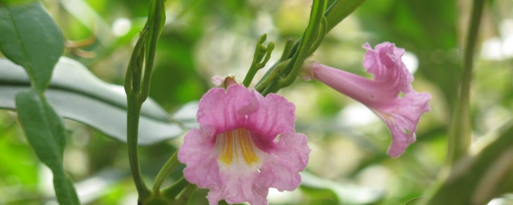 IMG_1116-fleur-zahona