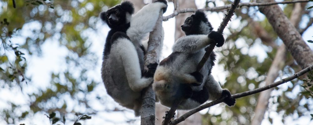 Indri_indri_0003 - banner