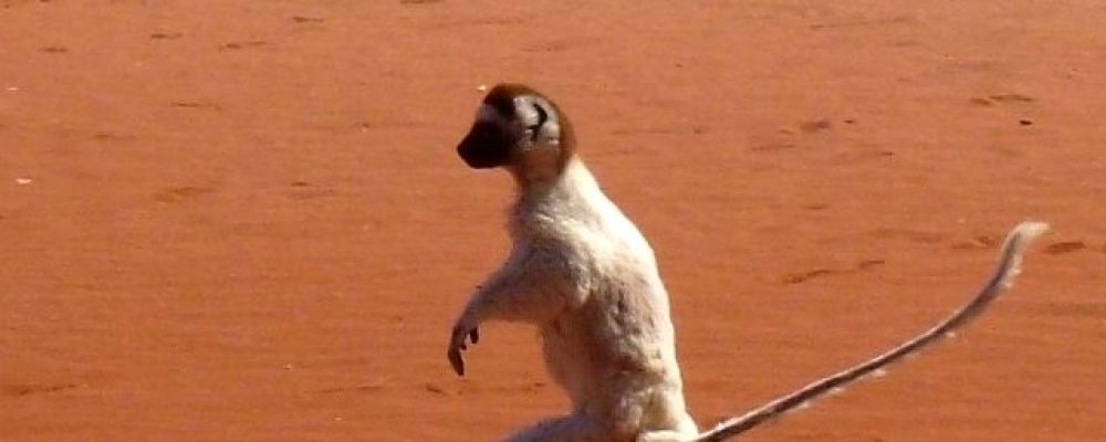 Jumping_Verreaux's_Sifaka_Berenty_Madagascar_-_panoramio - banner